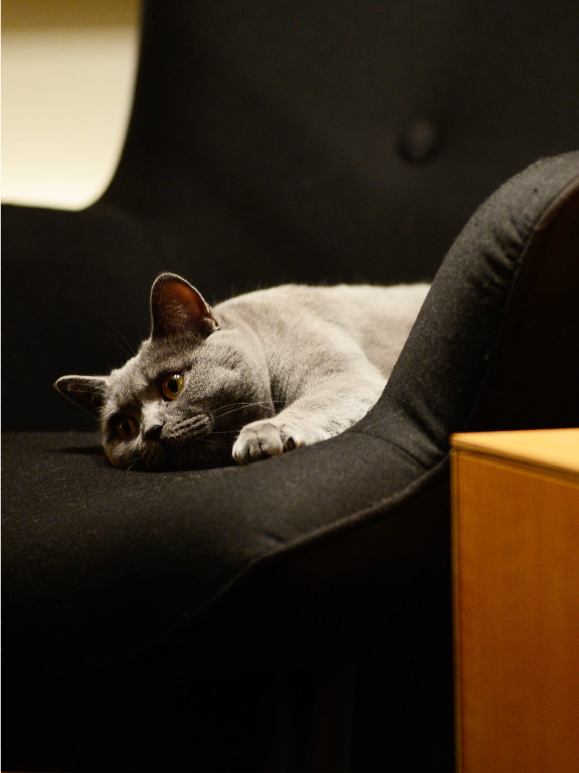 Wohnzimmer katze sessel