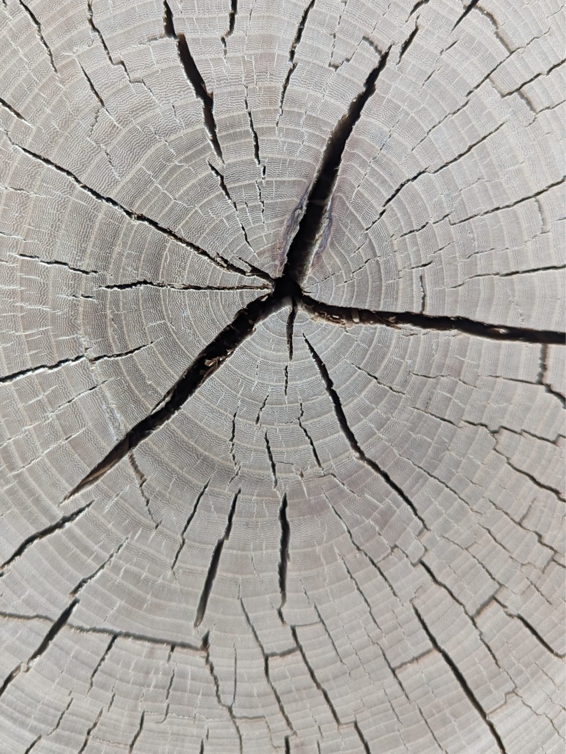 Holz auswahl hirnholz massivholz